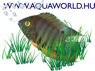 Aquaworld Kedvezmény
